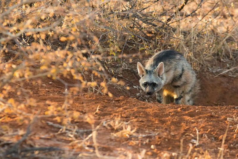 Impodimo Game Lodge Madikwe Game Reserve Dış mekan fotoğraf