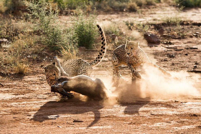Impodimo Game Lodge Madikwe Game Reserve Dış mekan fotoğraf