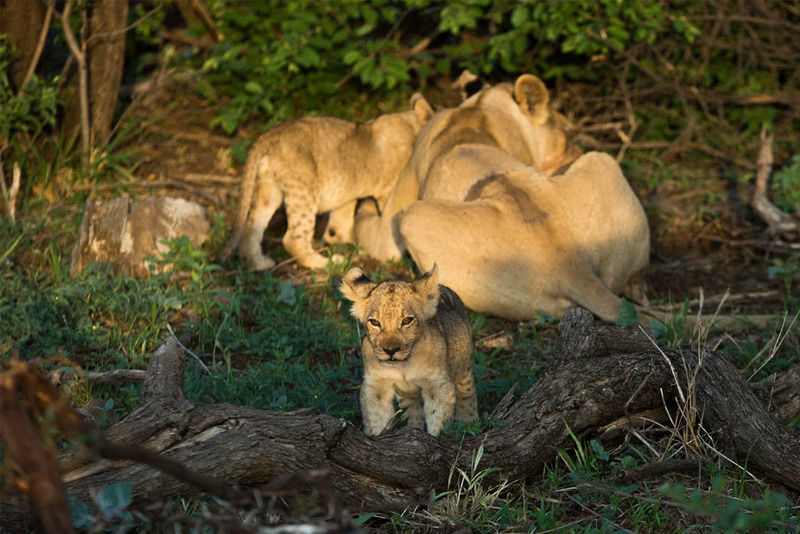 Impodimo Game Lodge Madikwe Game Reserve Dış mekan fotoğraf