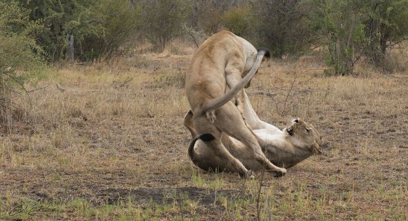 Impodimo Game Lodge Madikwe Game Reserve Dış mekan fotoğraf