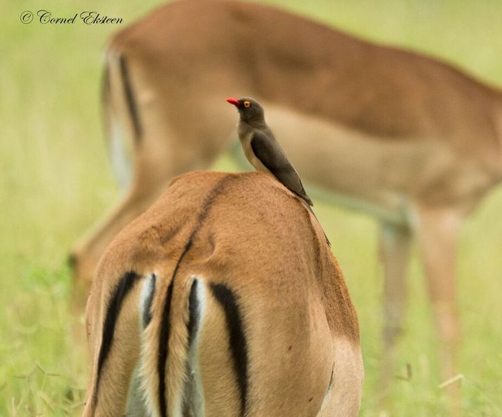 Impodimo Game Lodge Madikwe Game Reserve Dış mekan fotoğraf