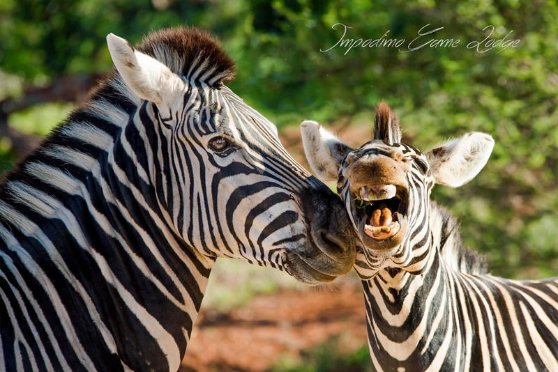 Impodimo Game Lodge Madikwe Game Reserve Dış mekan fotoğraf
