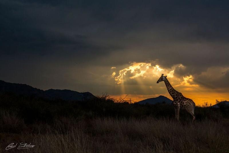 Impodimo Game Lodge Madikwe Game Reserve Dış mekan fotoğraf